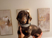 Chocolate and tan miniature dachshund