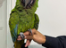 Hand reared silly tame millitary macaw