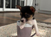 Jack Russell short leg girl puppy
