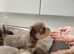 Chihuaha puppies