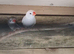 Finches