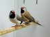 Finches