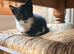 Beautiful 8-Week-Old Black & White Kittens Looking for Loving Homes