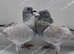 RARE COLOUR REDUCED RACING PIGEONS