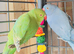 Beautiful Indian ringnick parrot for sale