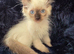 Stunning ragdoll kittens