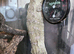 CB24 Female Leichianus Gecko