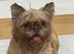 Shihtzu