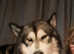 Loving male malamute looking for a female to breed