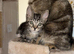 11 week old kitten