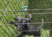 Labrador x collie pup. Ready for new home