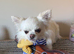 Proven Long Coat Chihuahua Stud Dog