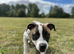 Staff x whippet pup