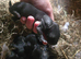 Giant conti cross flemish giant
