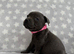 Kc registered blue Staffordshire bull terrier puppies