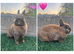 Pure breed Netherlands dwarfs