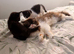 Half exotic Persian kittens
