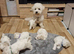 Bichon Frise Last Puppy Champion Bloodline