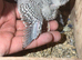 Breeder pair available