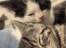 Beautiful kittens for sale