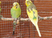 baby budgies for sale