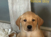 Last Two Yellow Labrador puppies READY NOW