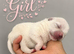 Beautiful Pomeranian Puppies Available for Pre-Reservation