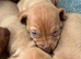 Beautiful Hungarian Vizsla puppies