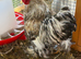 Handsome Pekin Cockerel FREE to good home