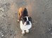 4 year old Boston terrier Bitch