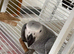 Baby African grey Glasgow