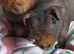 Skinny pig females
