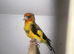 Goldfinch