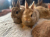 Bunnies pure bred Netherland Dwarf