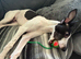 Whippet re home