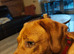 Dog forsale
