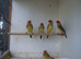 For sale 1 pair of red faced star finches at £40/pr. 3 cocks at £20 each