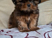1 gorgeous female pup available