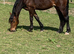 Welsh D filly
