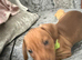 8 week old re brindle male