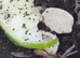 Giant Orange (Porcellio Laevis) Starter Kit - Isopods, Springtails + Much More
