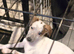 Lurcher puppie for sale