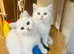 Beautiful kittens looking for Love