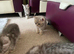 British Blue Shorthair kittens