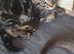 4beautiful burmese cross tabby kittens
