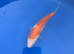 Kohaku koi 5-6 inch