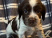 Cocker Spaniel puppies - ready soon