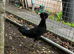 I have 5 young Male Polish Chicken around 13 week old from Ipswich £15 Each