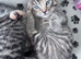 2 beautiful female kittens