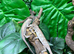 Female Sambava Panther Chameleons at Birmingham Reptiles